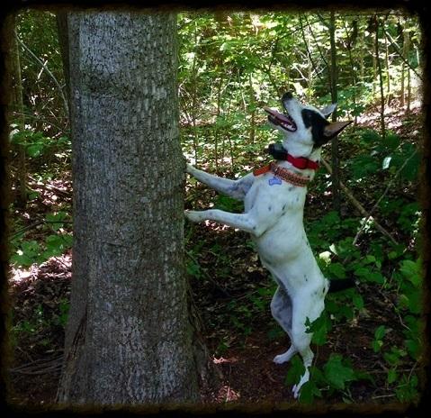 Ukc squirrel shops dogs for